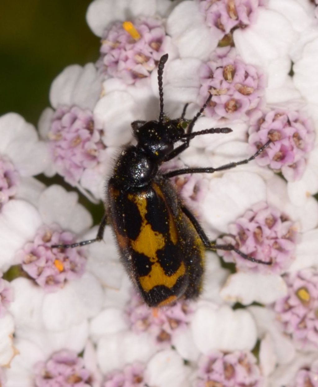 Mylabris flexuosa, Meloidae